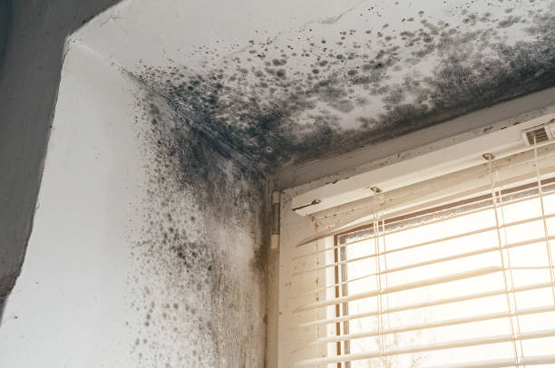 Trusted Attic Mold Removal service in Zeeland, MI - Cheap Mold Removal