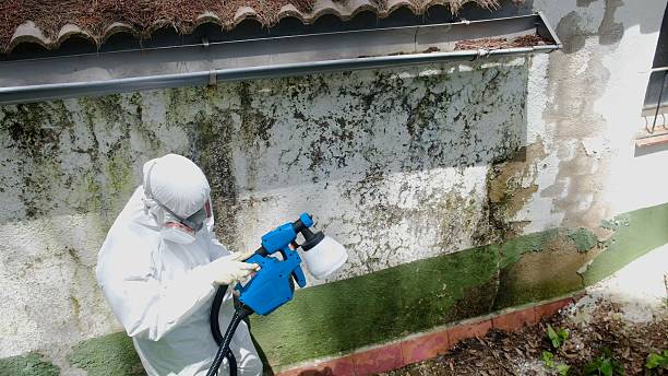 Trusted Mold Removal service in Zeeland, MI - Cheap Mold Removal